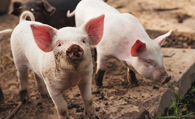 Piglets